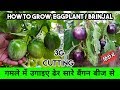 गमले में ढेर सारे बैंगन उगाइए 3G कटिंग से 100% ऑर्गेनिक: How To Grow Eggplant In Pot By Seeds