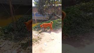 একা একা কুকুর টা গাছের কাছে দাঁড়িয়ে #supportme #viralvideo #dog #shorts #tiktok #viral #reels