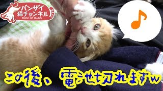 遊んでいた子猫の電池が突然切れる様子がかわいい