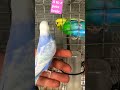 rainbow budgerigar parrot short video