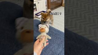 おもちゃを追う柴犬パピー　Shiba Inu chasing a toy