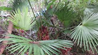 Growing Trachycarpus Hybrid Palms in Canada