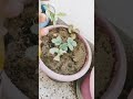 strawberry ki problem gardeningtips gardeningideas plants strawberry ytshortsfeed shortsviral fruit