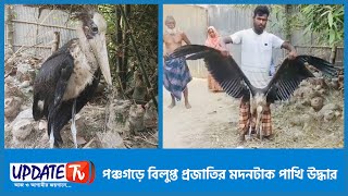 পঞ্চগড়ে বিলুপ্ত প্রজাতির মদনটাক পাখি উদ্ধার ।। আপডেট টিভি