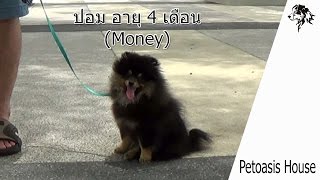 ปอมเล่นแล้วกัดจริง ไม่เชื่อไม่สนเจ้าของ (Money)