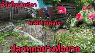 ชีวิตในอเมริกา#ทำบ้านให้ถั่ว#ทำรั้วกั้นต้นผักบุ้งฝรั่งและกั้นหนู#อัพเดตเมล็ดผักไทย