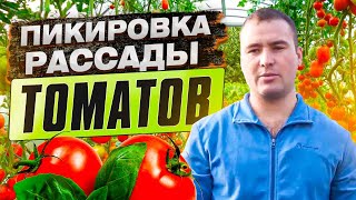 Пикировка рассады томатов с Тимуром Атажановым (АгроДвиж)