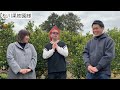 【不知火】松川果樹園 熊本県宇城市不知火町 vo 1