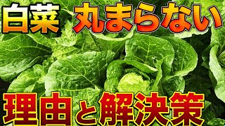 【失敗した方必見！】白菜栽培で丸くならない（結球しない）理由と対策方法は〇〇です