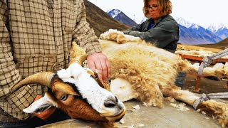 Legendary Kashmir Goats Cashmere Wool Harvesting - Goat Fur Processing in Factory