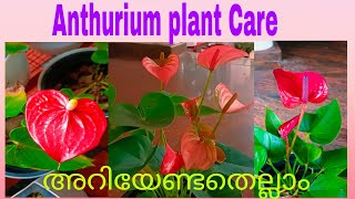 Anthurium plant Care in malayalam/ Indoor Flowering Plant/How To  Propagate Anthurium Plant Easily.