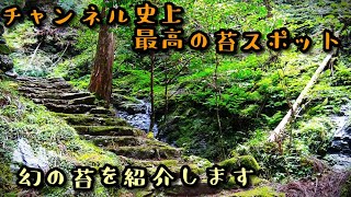 神聖な場所では神聖な苔に出逢えます