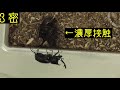 カブトムシのさなぎ成虫になる