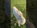 the great pyrenees jiggle ~