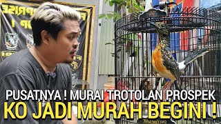 GAWAT ! ADA APA DUNIA MURAI BATU PROSPEK KO JADI MURAH BEGINI HARGA MURAI BATU TAK SEMAHAL DULU