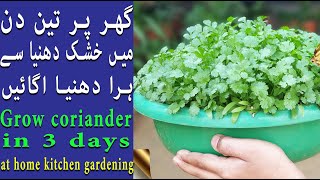 گھر پر تین دن میں خشک دھنیا سے ہرا دھنیا اگائیں | Grow coriander in 3 days