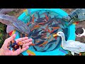 Fishing for colorful betta fish, ornamental fish, catfish, koi fish, goldfish, turtles, ducks.