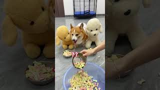 The impatient puppy lost his temper and slammed the door. Corgi, dog, cute pet debut plan, the d