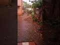 പകലിലെ ചൂടിന് ആശ്വാസമായി സന്ധ്യസമയത്തെ മഴ. reactionshorts malayalam rain sunlight relief