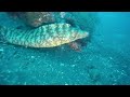 diving log 2012 08 27 三宅島大久保浜