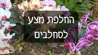 איך מחליפים מצע לסחלב פלנופסיס