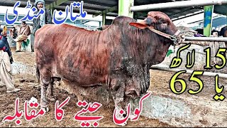 Muqabla Sakht ! Multan Cow Mandi Tiger print full bhari bachry Aur Full Ghulabi Nukray 28 January