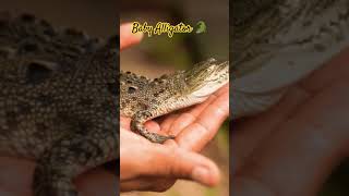 Baby alligator on 🤲🤲 🐊🐊🐊🐊🐊🐊 #facts #trending #viral #youtubeshorts