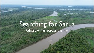 Searching for Sarus - Ghost wings across the Fly