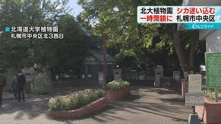 「そんなこと…」シカが迷い込む　北大植物園が一時閉鎖　札幌中心部で目撃相次ぐ　同じシカか