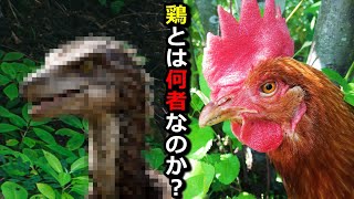 ニワトリだと思って大事に育てていたペットの正体…【鶏飼育】#46