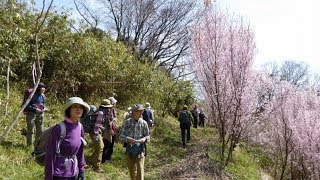 平群桃源郷から十三峠