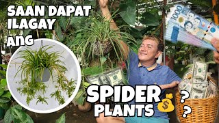 WHERE YOU SHOULD PLACE YOUR SPIDER PLANTS | PROSPERITY BENEFITS & SYMBOLISM