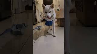 白柴犬寶寶cosplay 美少女戰士 水手服美女 狗狗可愛 white Shiba inu with sailor moon costume dog cute hilarious moment