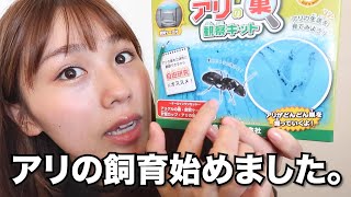 アリの飼育キットを使ってアリを飼い始めました。【観察記録】【クロオオアリ】