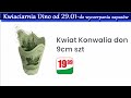 𝐃𝐈𝐍𝐎🌸 kwiaciarnia dino – nowa oferta od 29.01.2025 kwiatowe inspiracje i tanie kwiaty 🌻