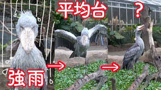 ハシビロコウのボンゴ、強雨にもめげず、その後いろいろやる☆ Bongo 2019プレイバックpart6☆　 shoebill bongo is too funny