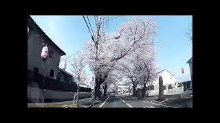 ウェザーリポート動画0406@千葉県松戸市「桜通りと青空」