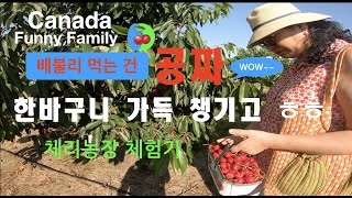 #캐나다이민  #캐나다이민생활  #해외이민   [Canada funny family - cherry picking  -  체리농장 탐방기 - 붉은 진주 체리를 따러 왔어요]