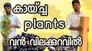 മരമുന്തിരി കാഴ്ച്ച തൈകൾ , jaboticaba fruited big plants