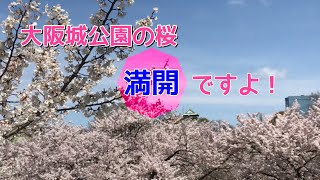 大阪城公園の桜(４/１)は、ただいま満開ですよ！　車イスのまま乗れるタクシーで、お出かけしましょう。