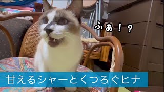 ぼくの友達見ていって😼