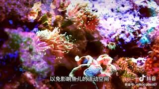 珊瑚骨，coral aquarium aquarium tank 04