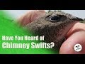 Hear The Sounds Chimney Swifts Make - Found in Brantford Chimney