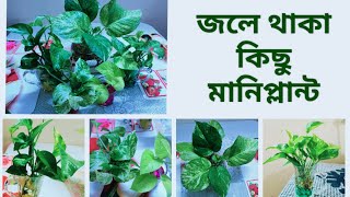 জলে মানিপ্লান্ট বড় করার পদ্ধতি।How to grow Money Plant in water.Part --1