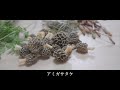 春きのこと山菜を拾ってパスタを作る アミガサタケ 近所の公園できのこ狩り vlog 7