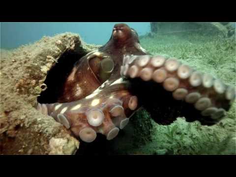 Осьминог забирает камеру у дайвера - The octopus takes the camera from the diver