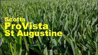 Scotts ProVista St AugustineGrass 6 Month Update And Thoughts