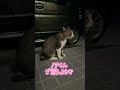 😸「母さんの挨拶回りは朝早いニャ」