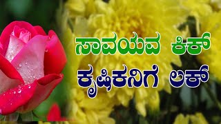 Floriculture farming, simple techniques| ಗುಲಾಬಿ, ಸೇವಂತಿಗೆ ತೋಟದಲ್ಲಿ ಹೀಗೆ ಮಾಡಿ..!