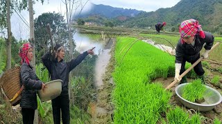 The woman went to the field to help her mother-in-law plant rice.